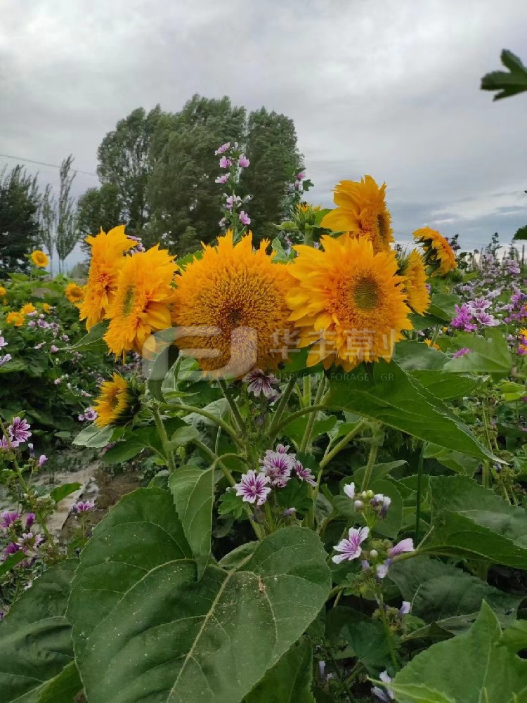 6966集团(中国)有限公司官网