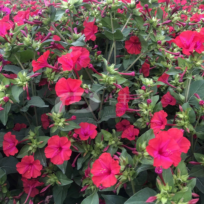 6966集团(中国)有限公司官网