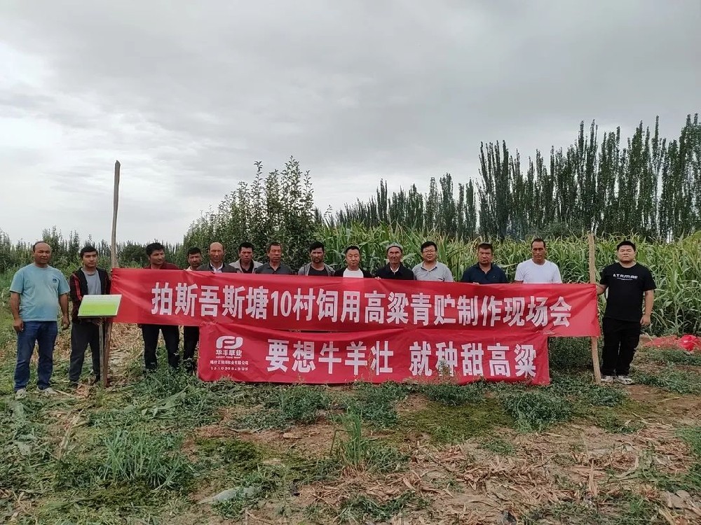 喀什地域饲用甜高粱加工利用现场会