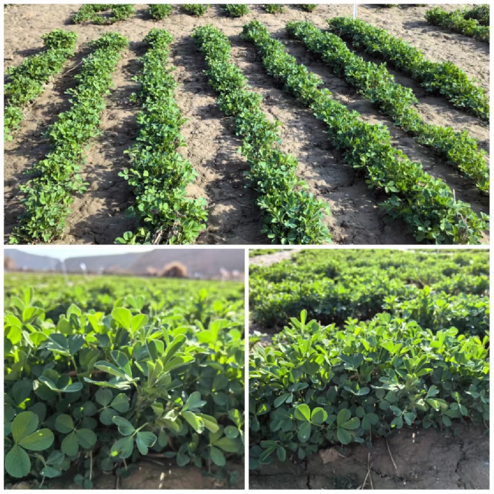 我公司苜蓿种类安全越冬，返青优良