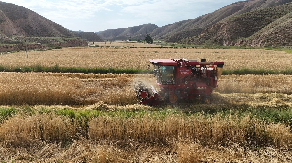 草种迎丰登，田间收成忙