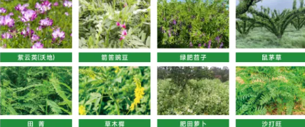 绿肥：有机农业的 “肥力主题”